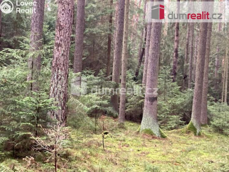 Prodej lesa Sepekov č. 3